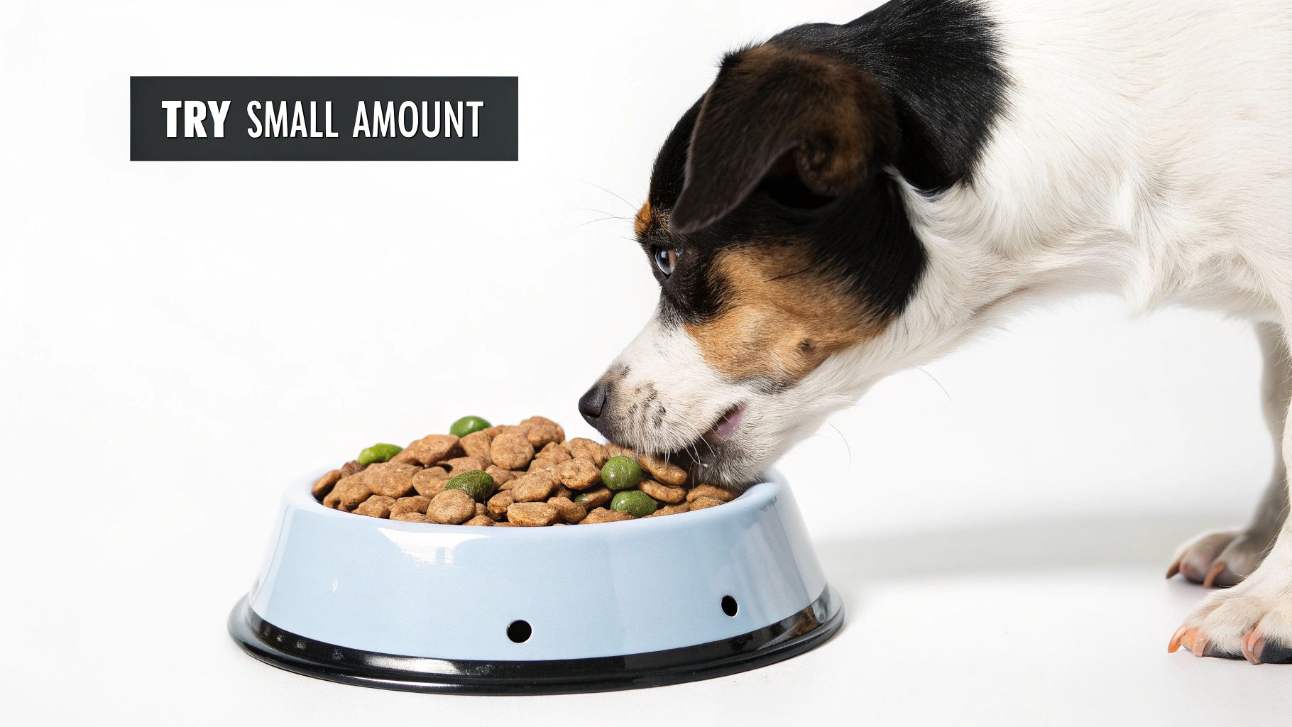 A happy dog eating from a bowl with a nutritious food topper.