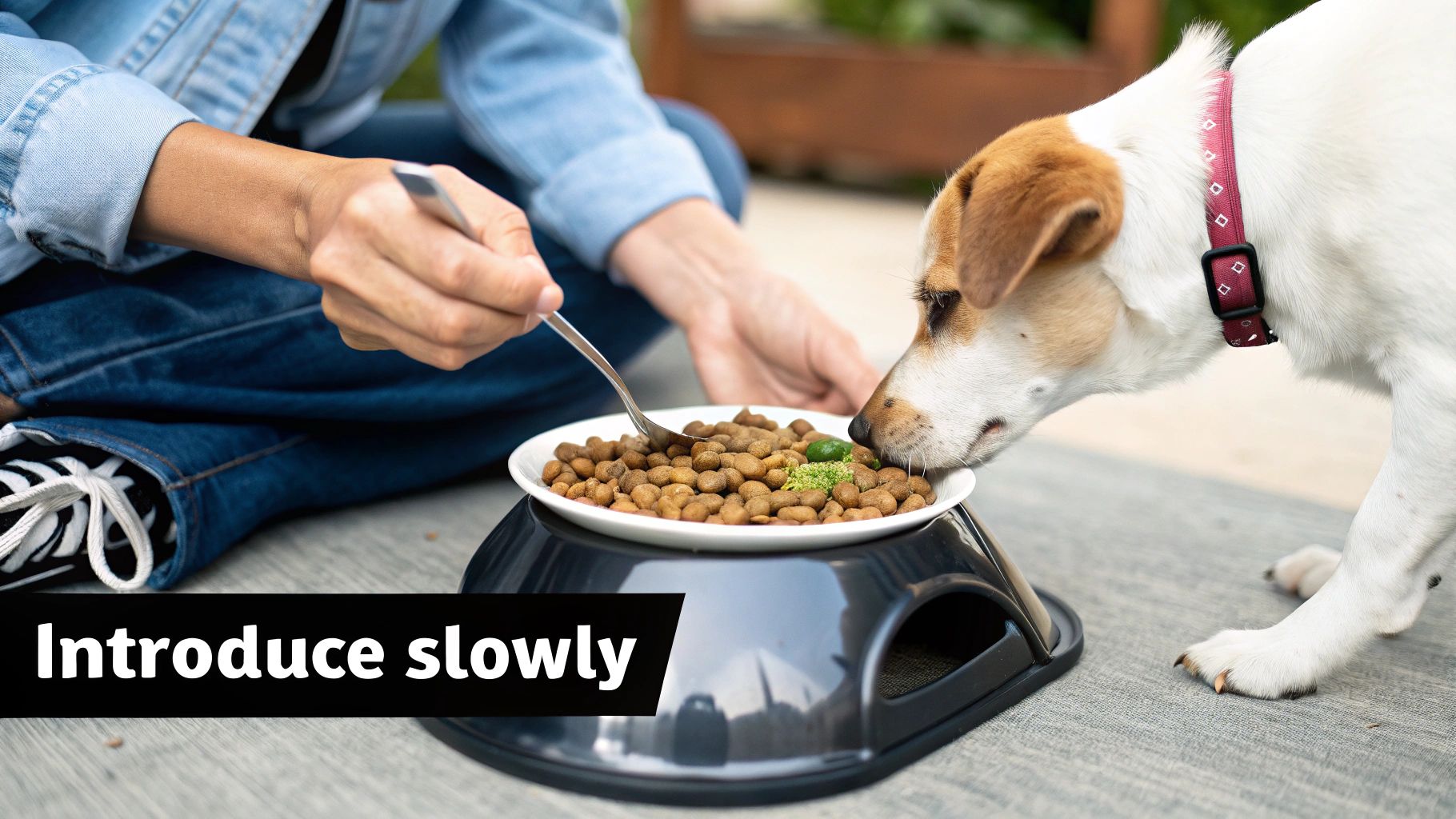 A person carefully mixing a small amount of dog food topper into a bowl of kibble.