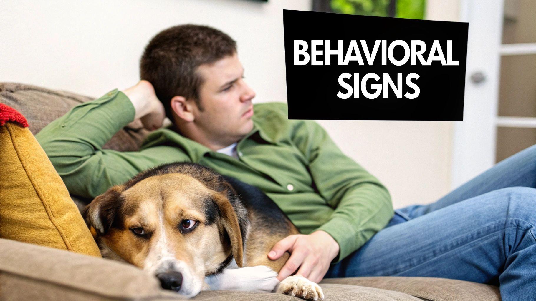 A dog looking sad and lethargic, lying on a couch.