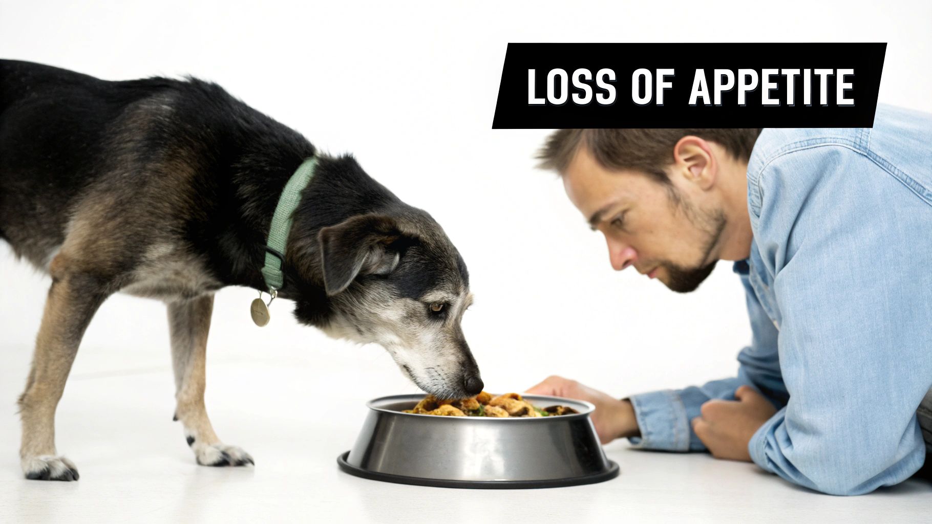 A dog with a green collar sniffs a bowl of food while a man watches, with text 'LOSS OF APPJETITE'.