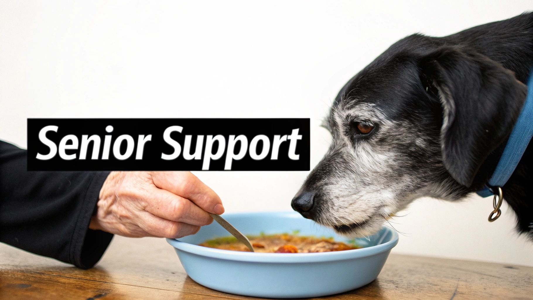 A senior dog with grey fur is gently spoon-fed a meal enhancement from a blue bowl by a person's hand.