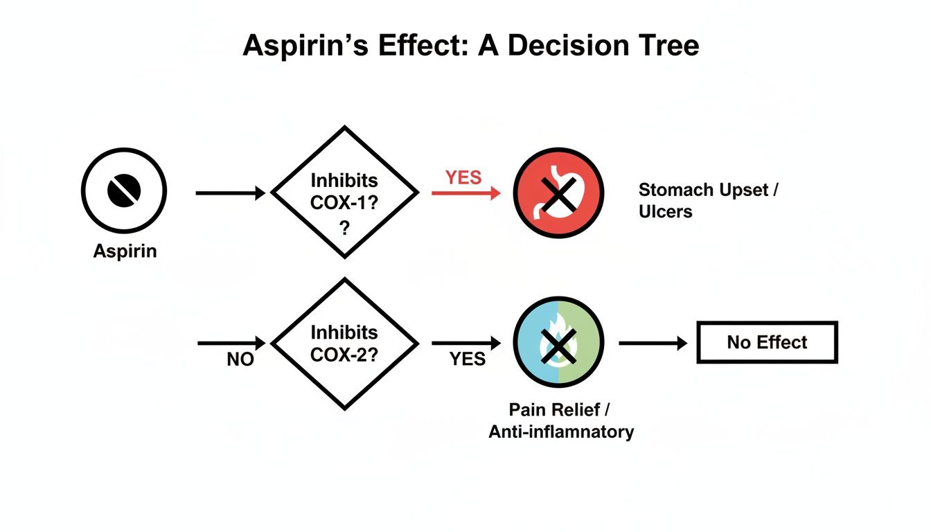 Decision tree illustrating aspirin's effects: stomach upset from COX-1 inhibition, pain relief from COX-2 inhibition.