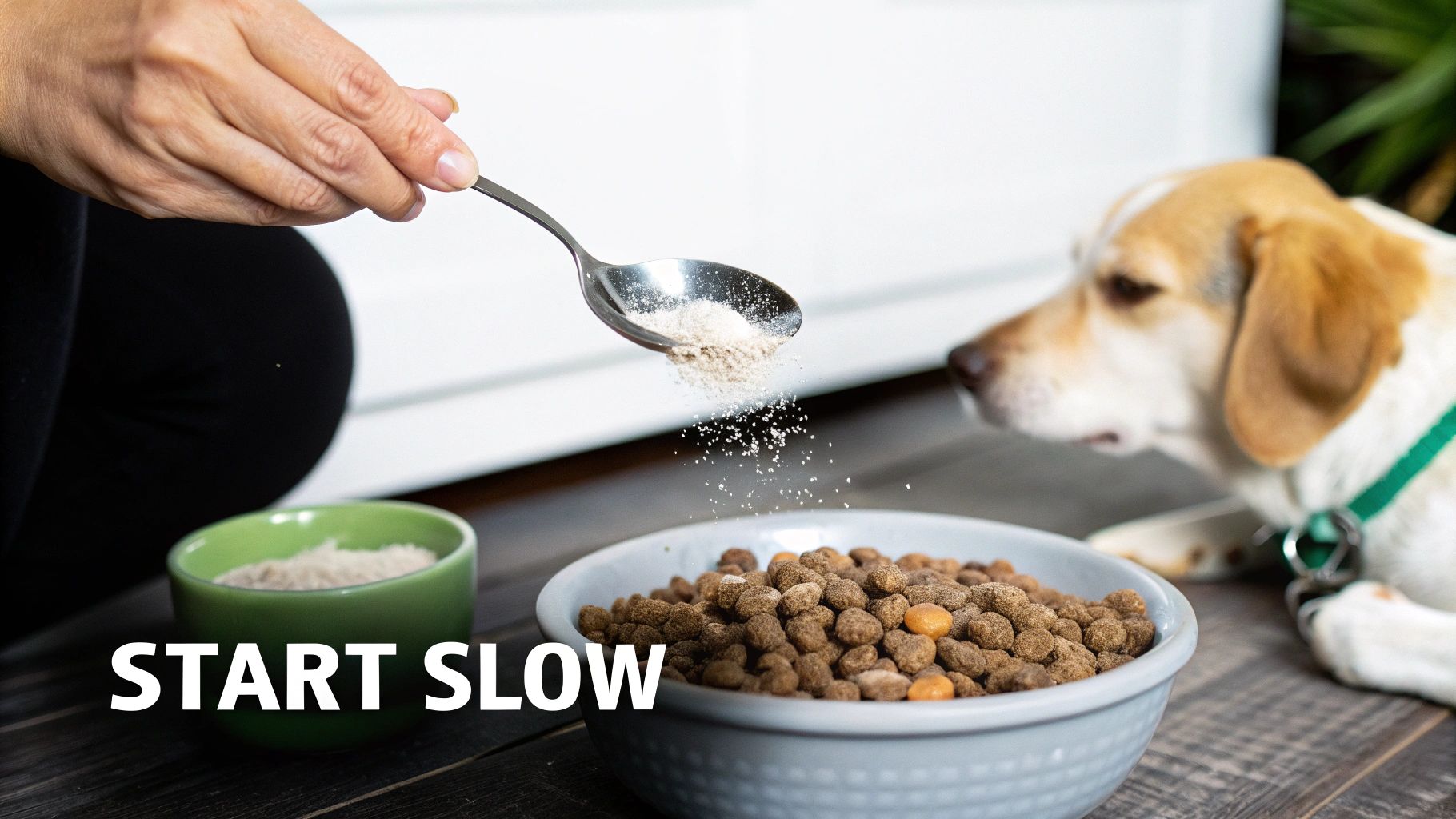 A person's hand sprinkles a powdered supplement from a spoon onto dog kibble in a bowl, with a beagle watching eagerly.