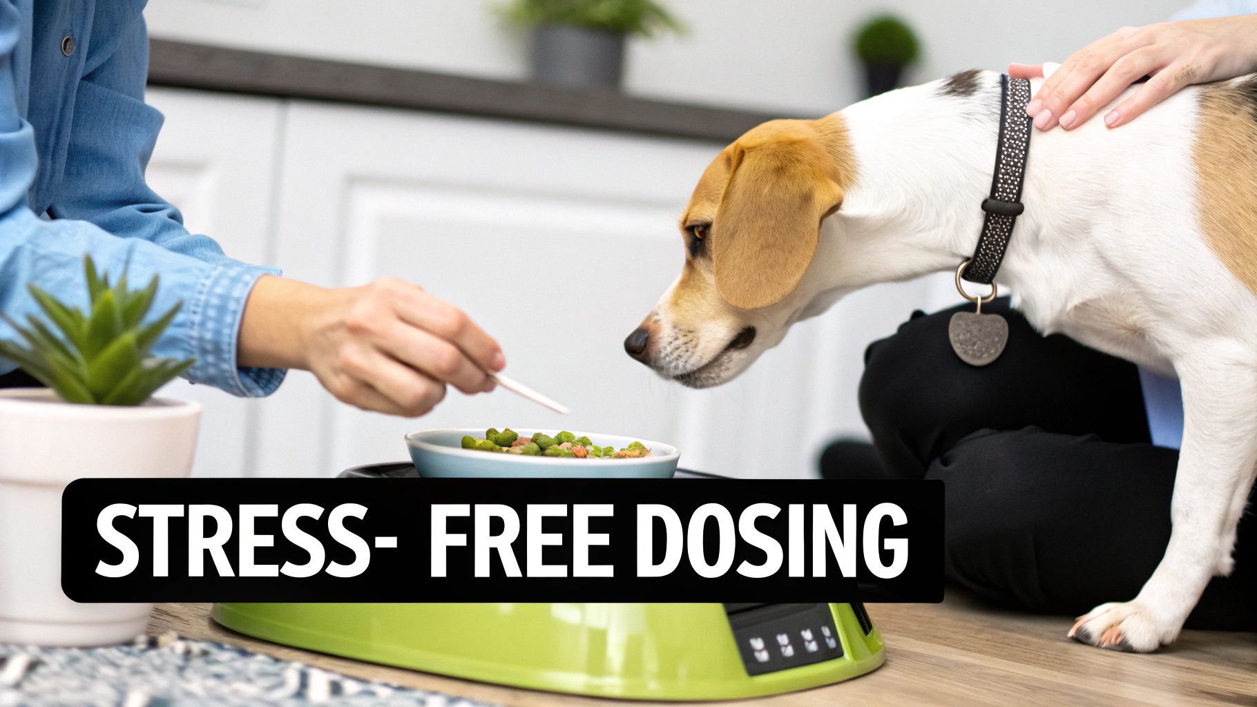 A person gently feeds a beagle dog from a bowl, promoting stress-free dosing with treats.