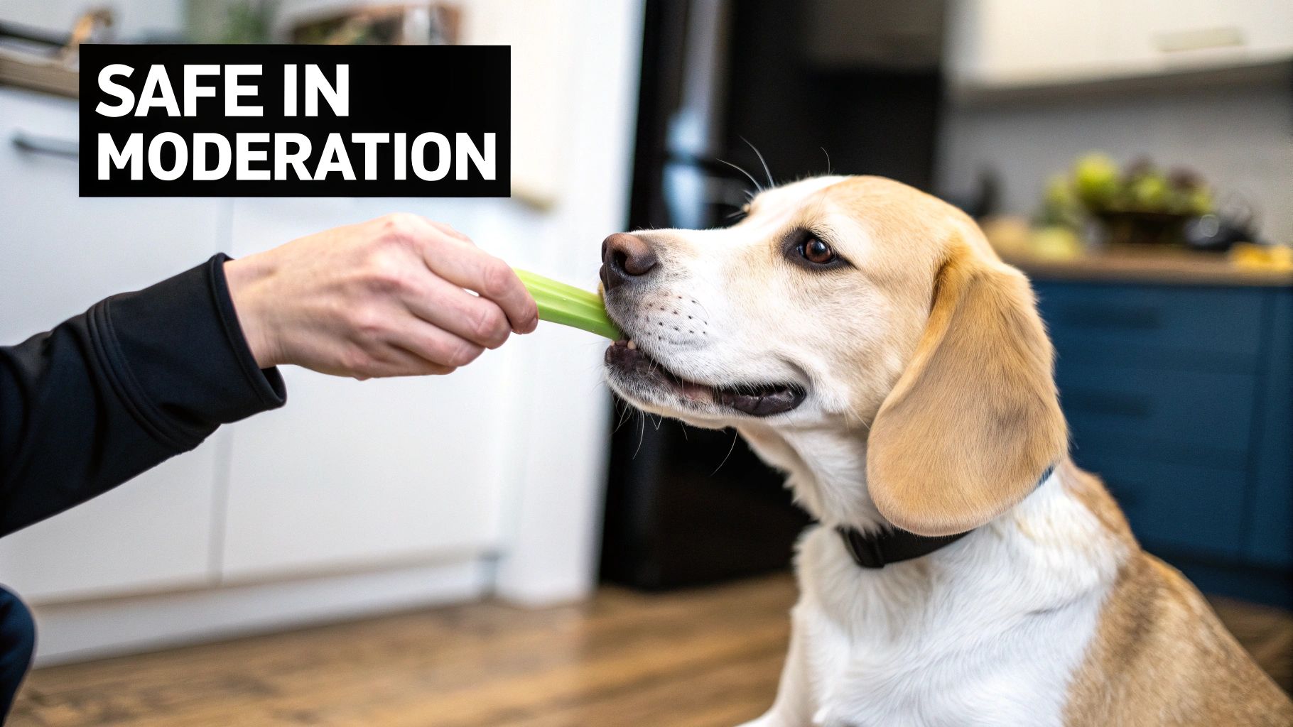 A person's hand offers a celery stick to a happy tan and white dog, with overlay text "SAFE IN MODERATION".