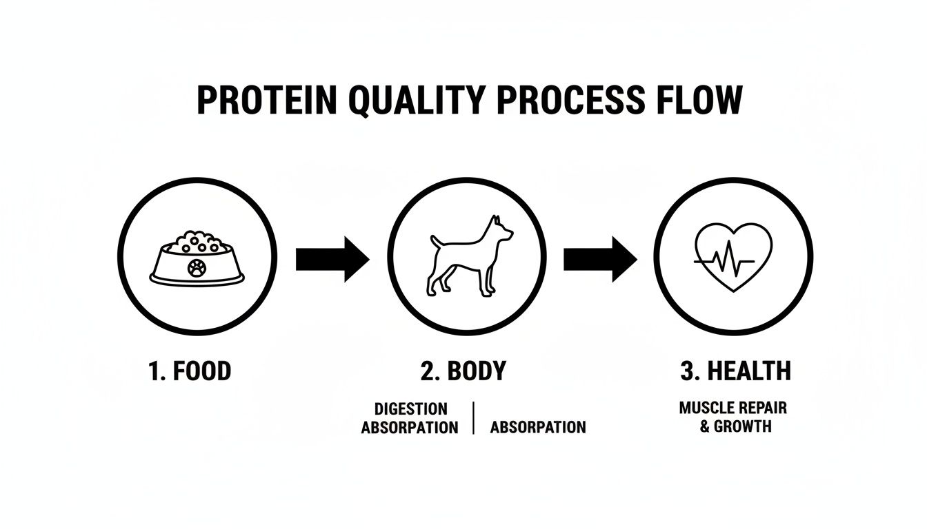 Protein quality process flow diagram illustrating food intake, body digestion and absorption, leading to muscle repair and growth.