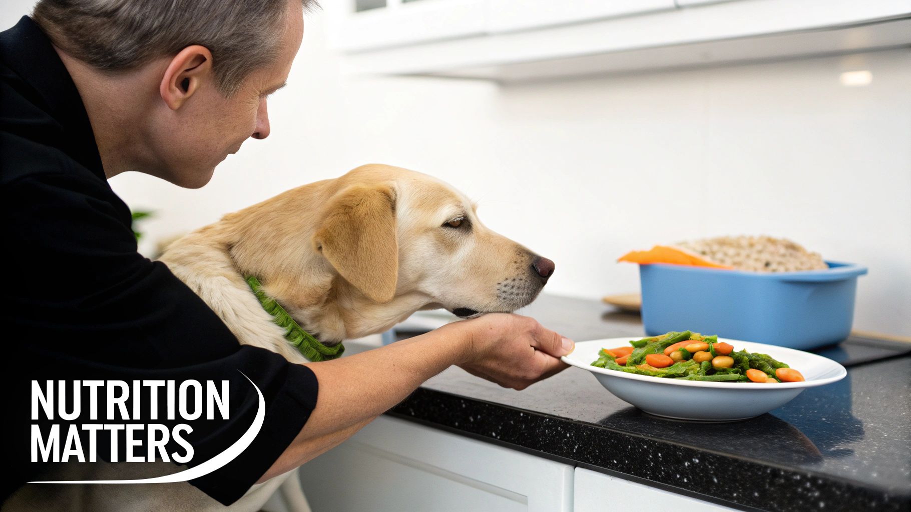 A person offers a plate of healthy vegetables to a yellow Labrador dog on a kitchen counter, showing how to supplement a dog's diet.