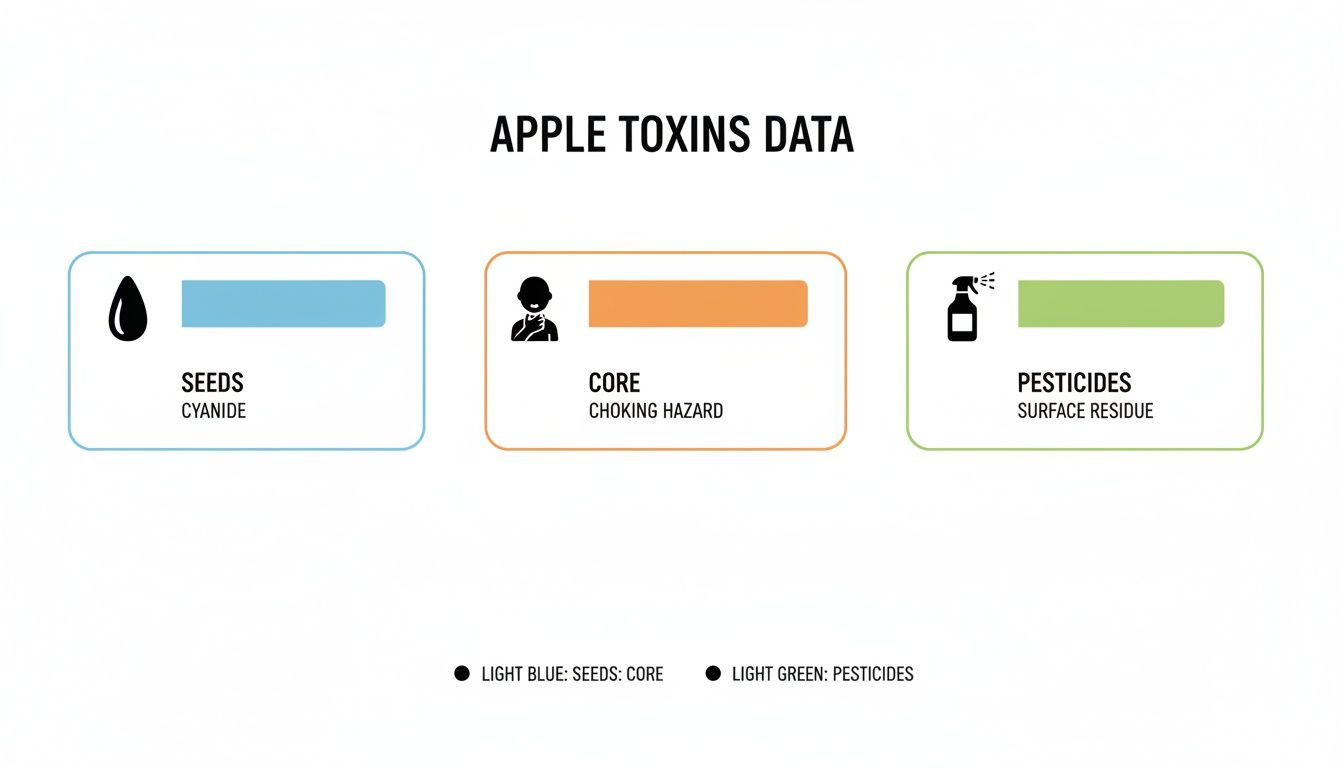 Infographic displaying apple toxins data: cyanide in seeds, choking hazard from core, and pesticide surface residue.