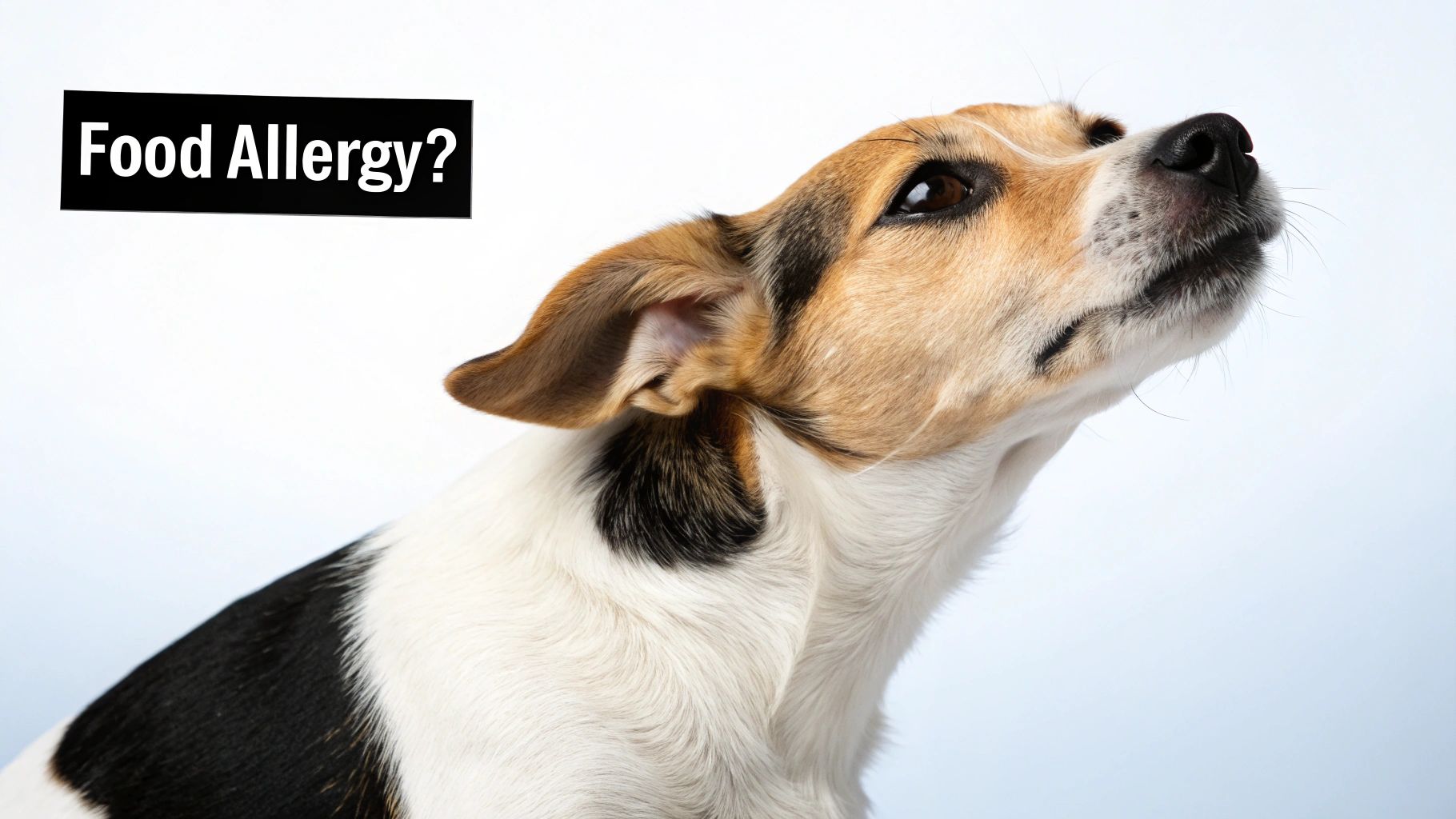 A sad-looking Golden Retriever rests its head on a wooden floor, looking up at the camera with pleading eyes.