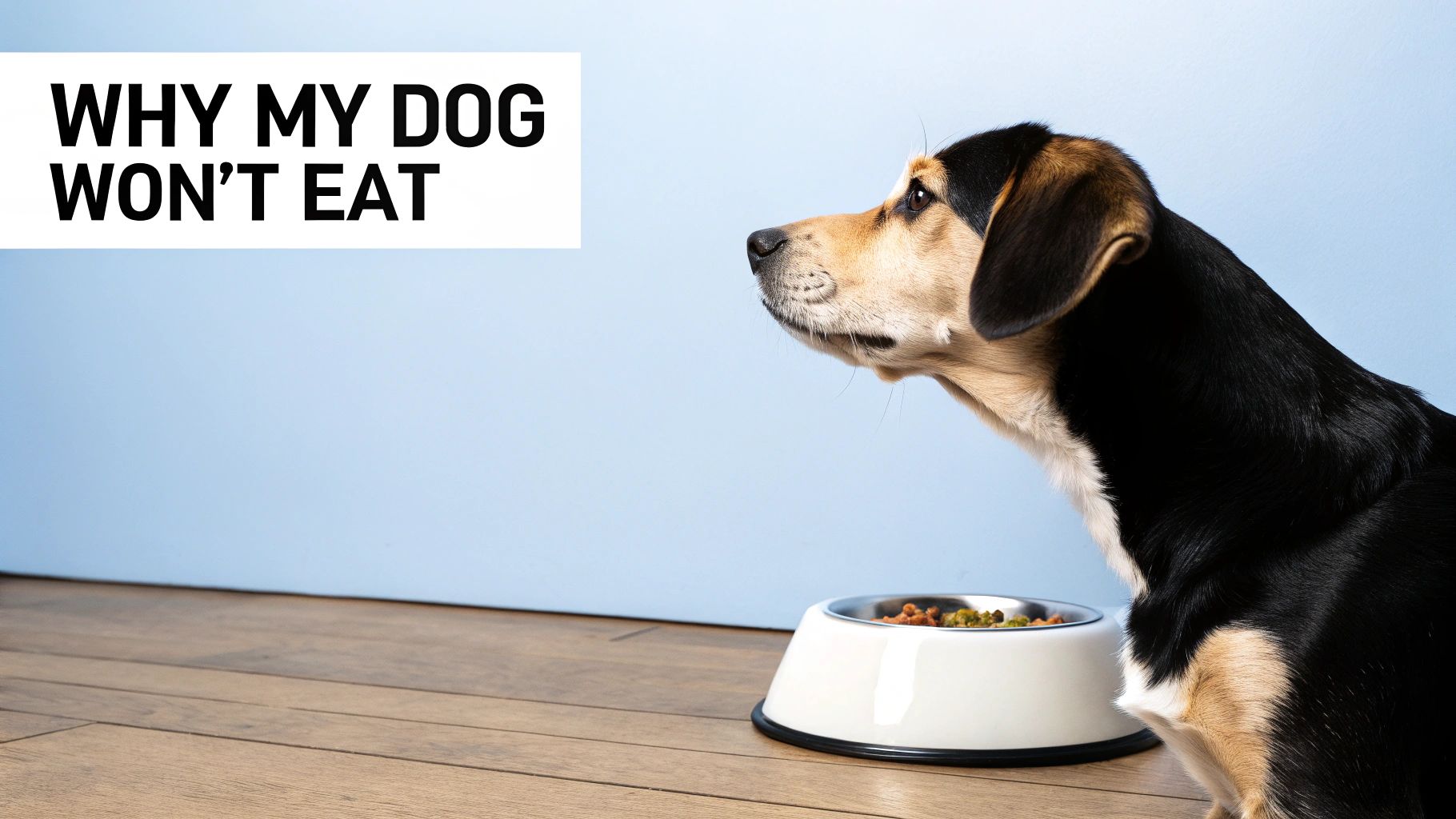 A sad-looking Golden Retriever lying next to its untouched bowl of kibble.