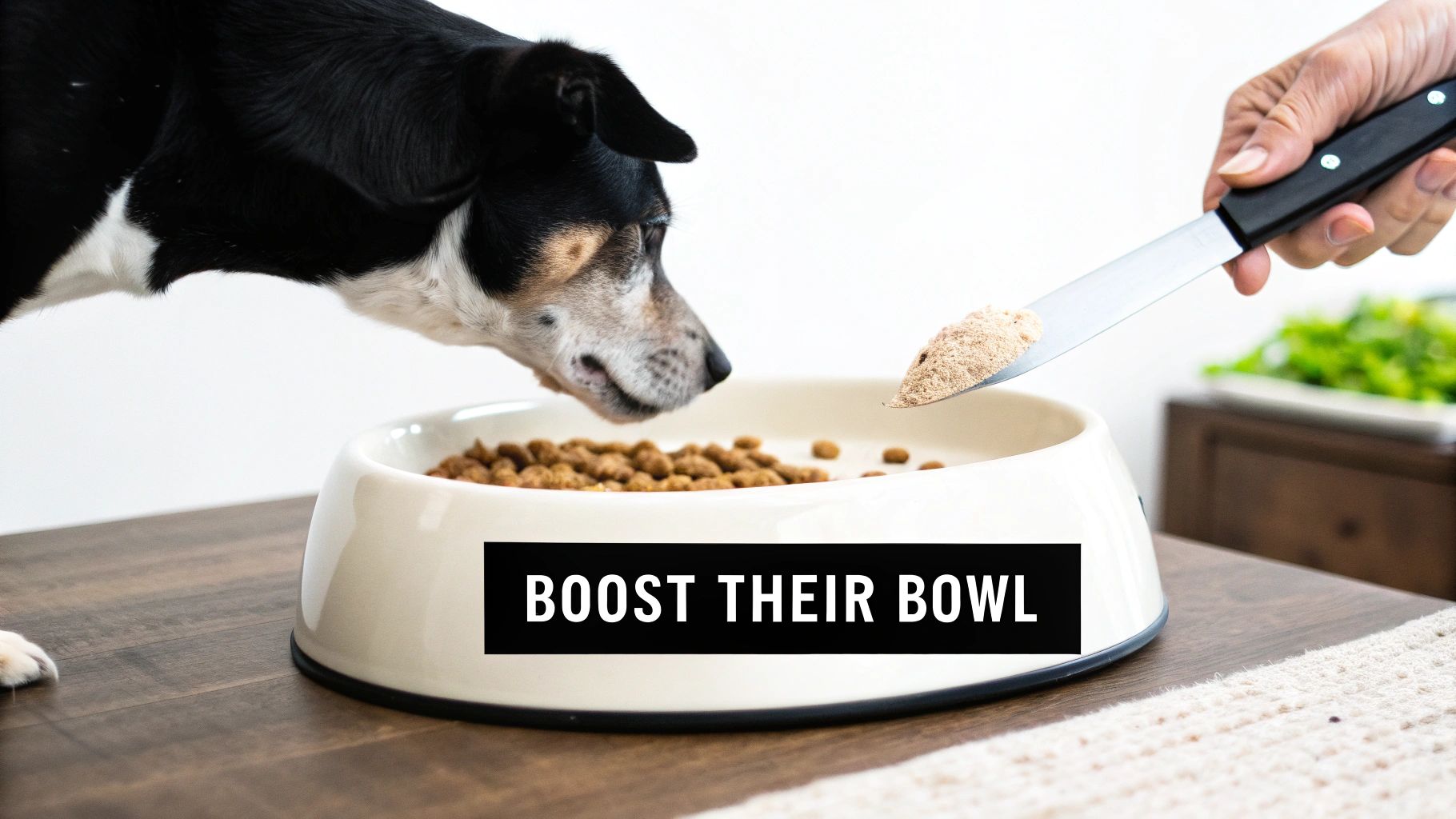 A person sprinkling a brown powder supplement over a bowl of dog kibble.