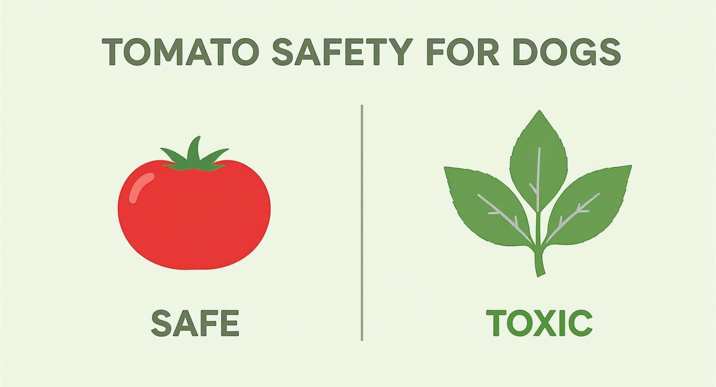 An infographic concept map showing a ripe red tomato labeled as 'Safe' and a green tomato plant leaf labeled as 'Toxic'.