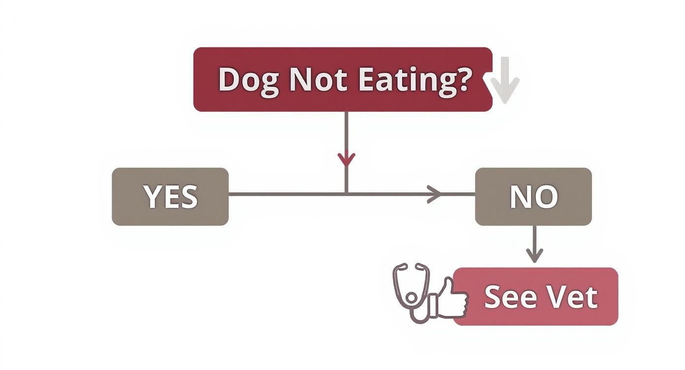 Infographic showing a decision tree about what to do when your dog is not eating.