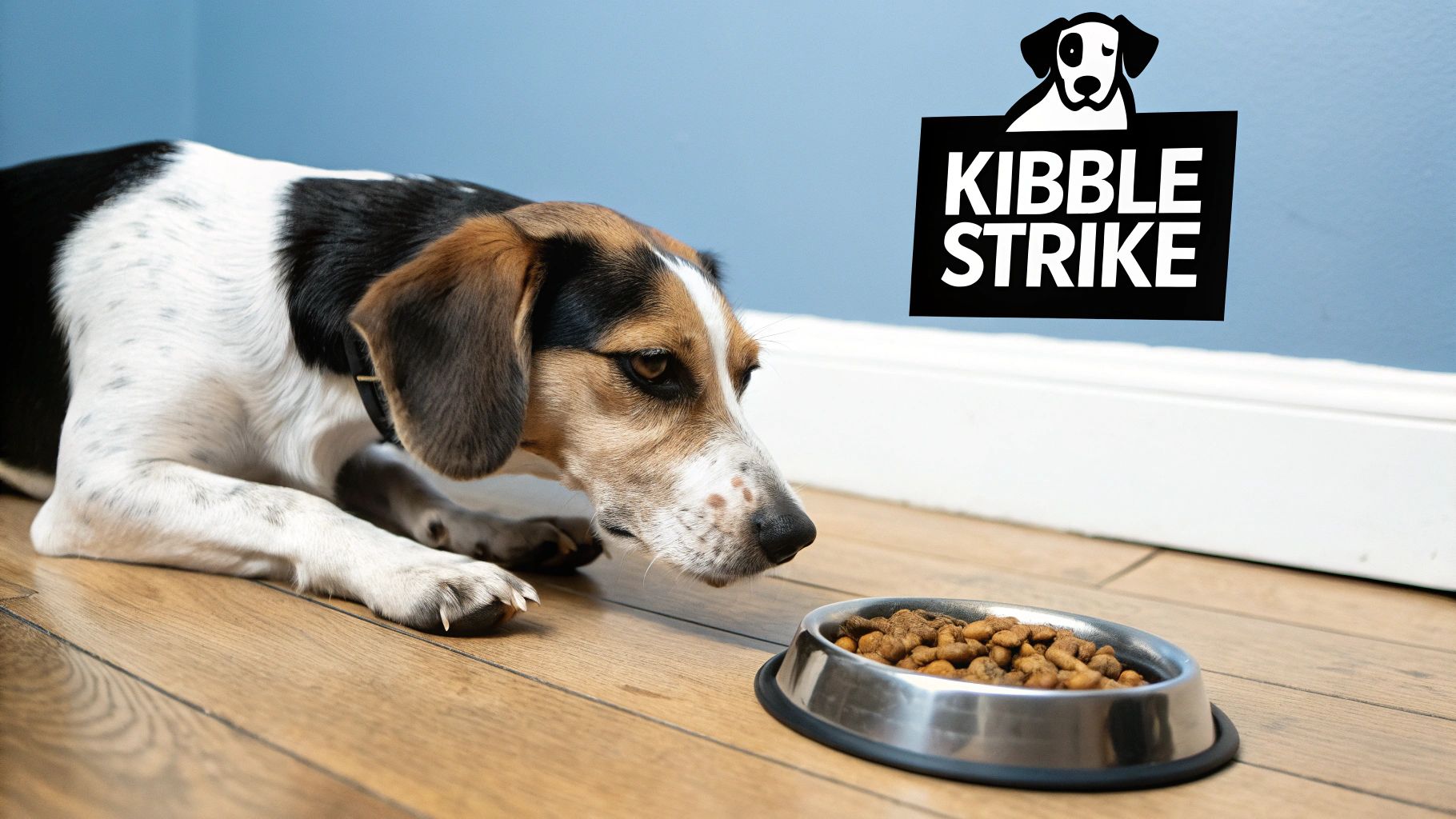 A sad-looking dog staring down at a full bowl of dry food.