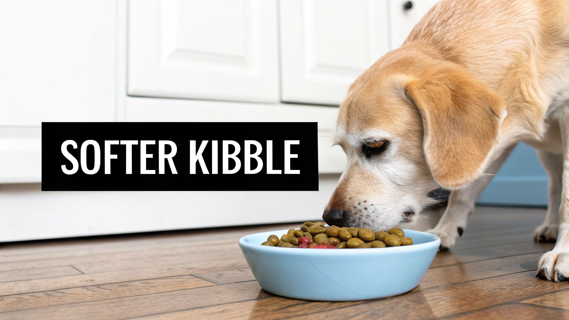 A happy dog looking at a bowl of softened kibble, ready to eat.