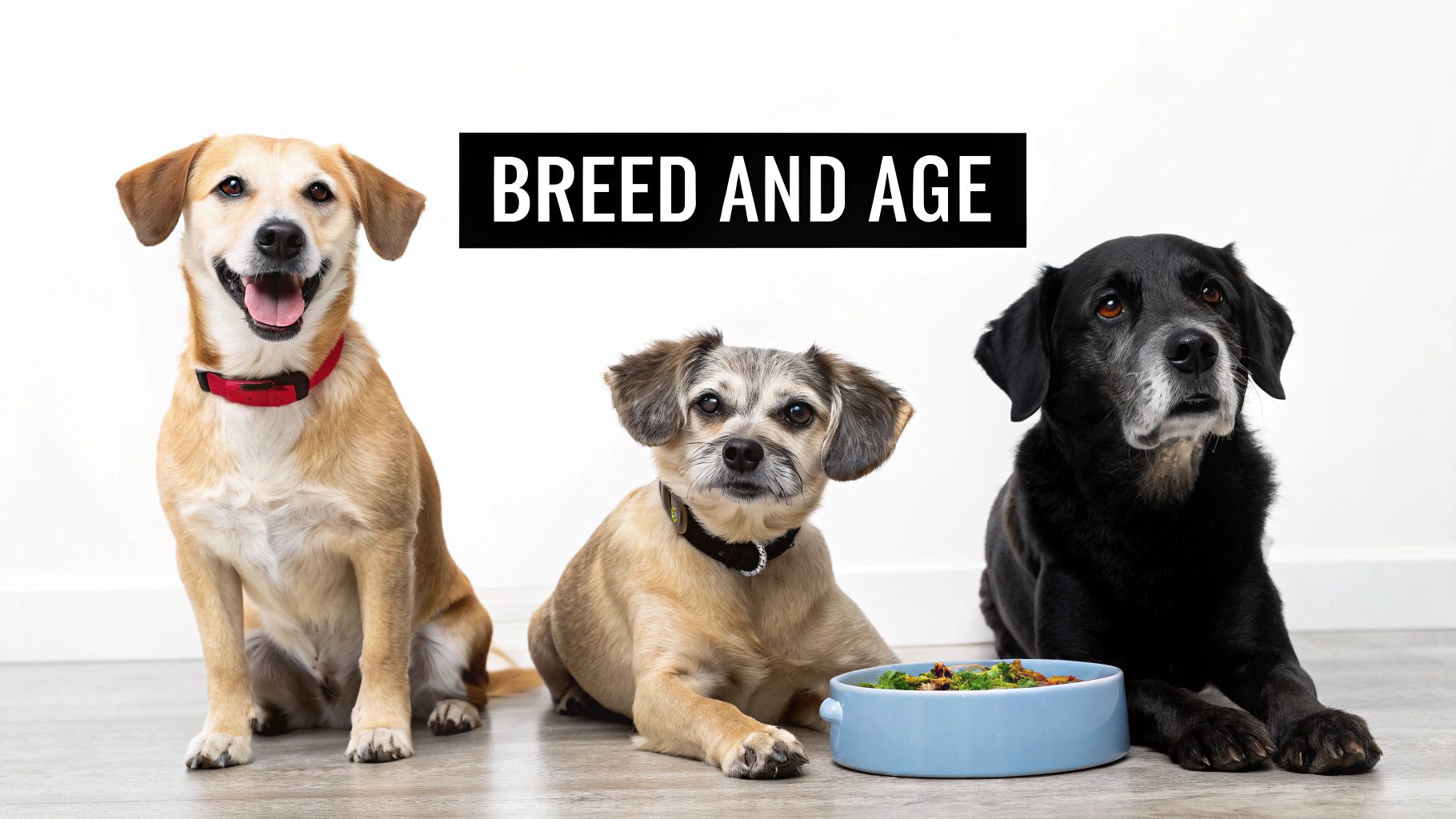 Three diverse dogs of different breeds and ages, with a black dog near a food bowl.