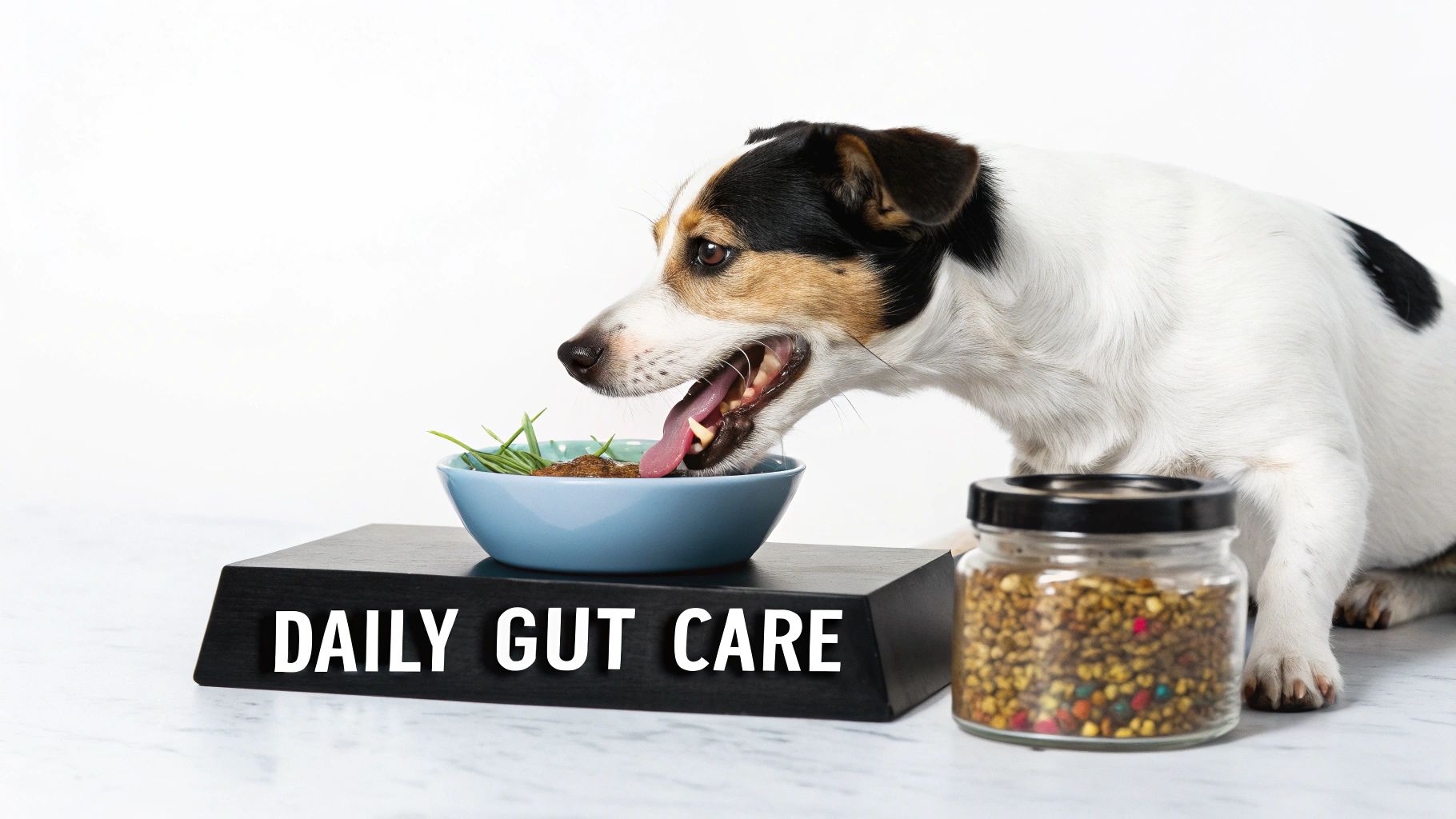 A dog with its tongue out, looking at a bowl of food labeled 'DAILY GUT CARE', next to a jar of kibble.