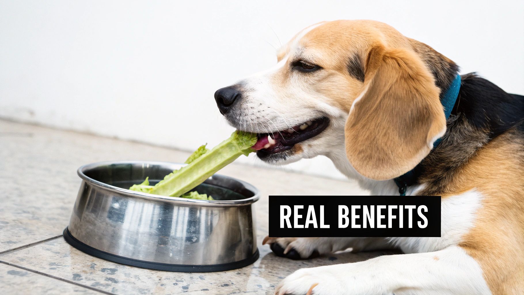 A happy beagle dog with a blue collar enjoys eating a green celery stalk from a metal bowl.