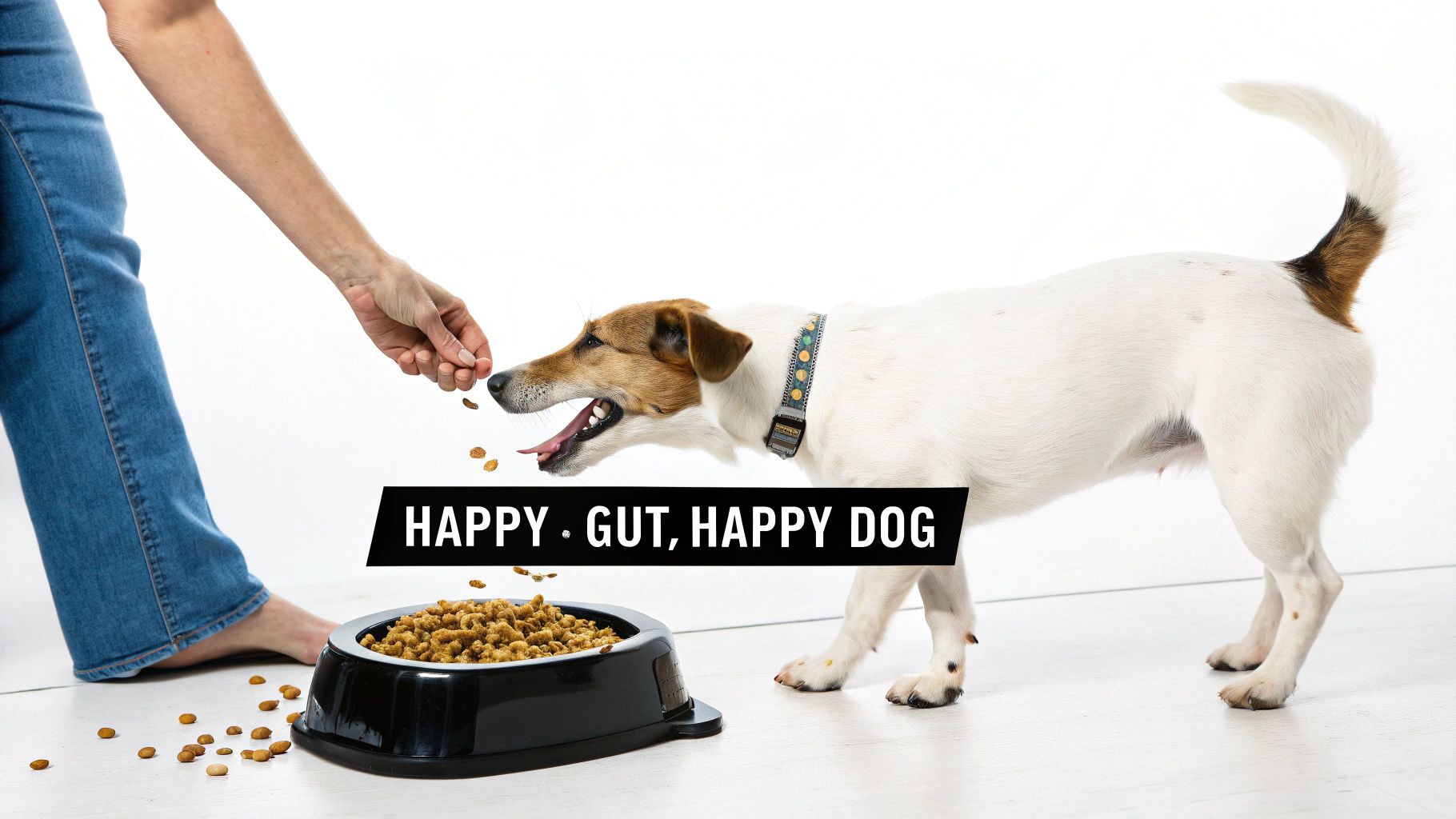 A person's hand offers a treat to a happy Jack Russell Terrier, with a full dog food bowl nearby.
