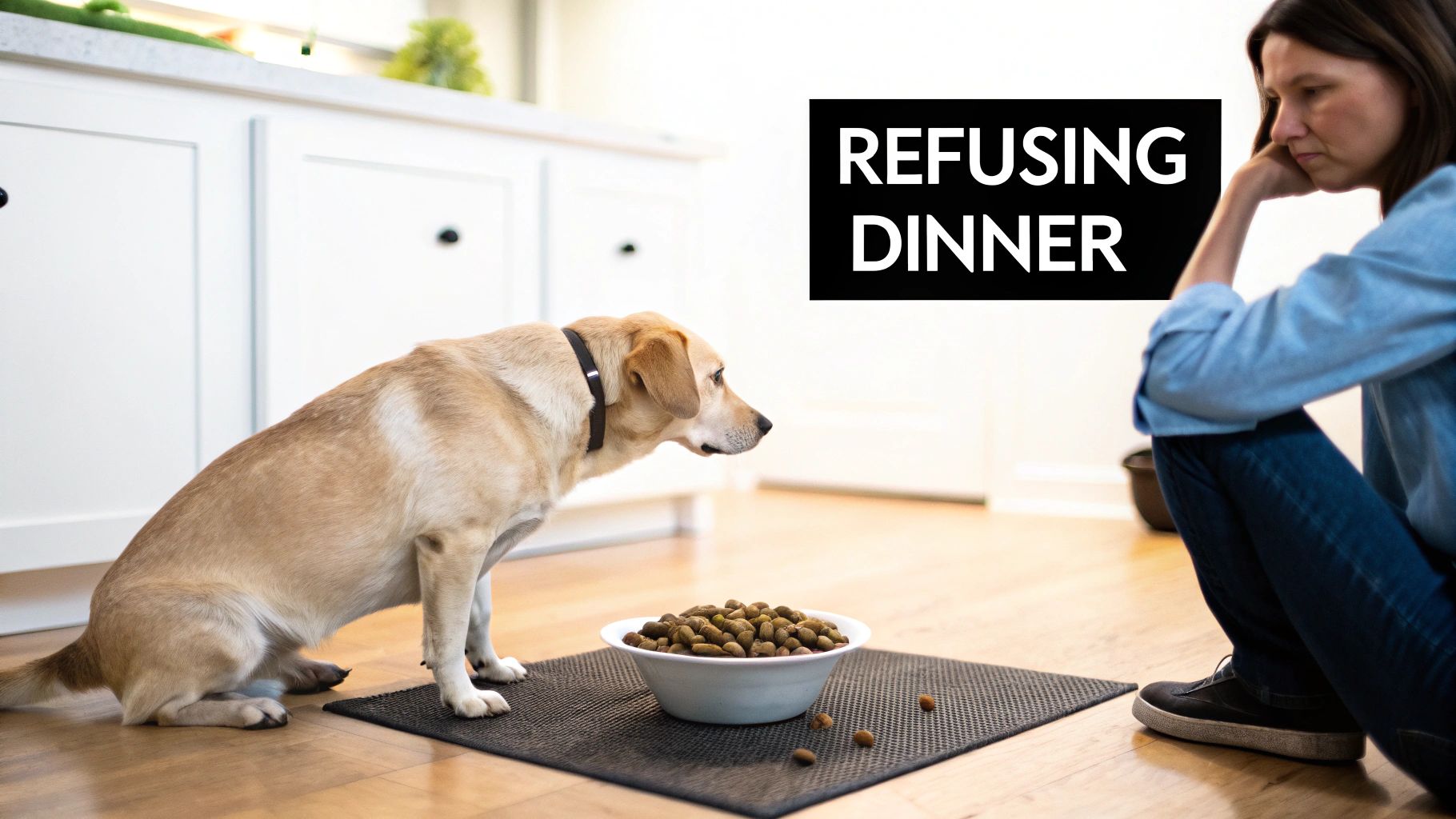A golden retriever dog refuses to eat its dinner, while a concerned woman sits nearby.