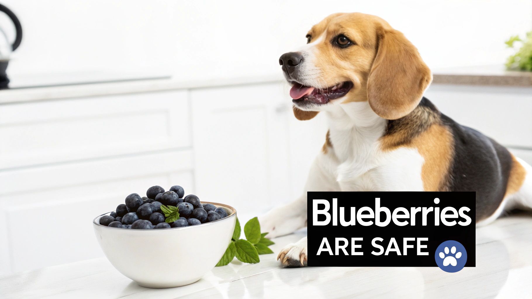 A happy golden retriever looking at a bowl full of fresh blueberries.