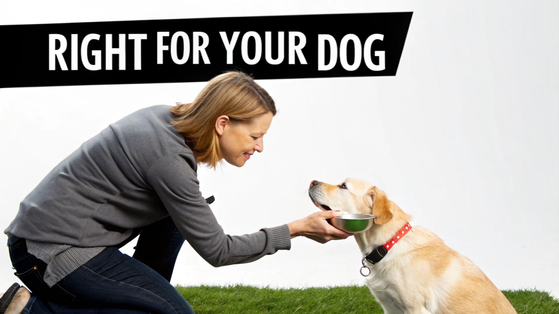 A smiling woman kneels on grass, feeding a yellow Labrador retriever from a bowl. Text reads “RIGHT FOR YOUR DOG”.