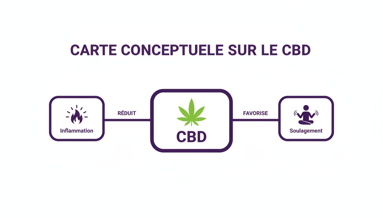 Carte conceptuelle montrant comment le CBD réduit l'inflammation et favorise le soulagement des symptômes.