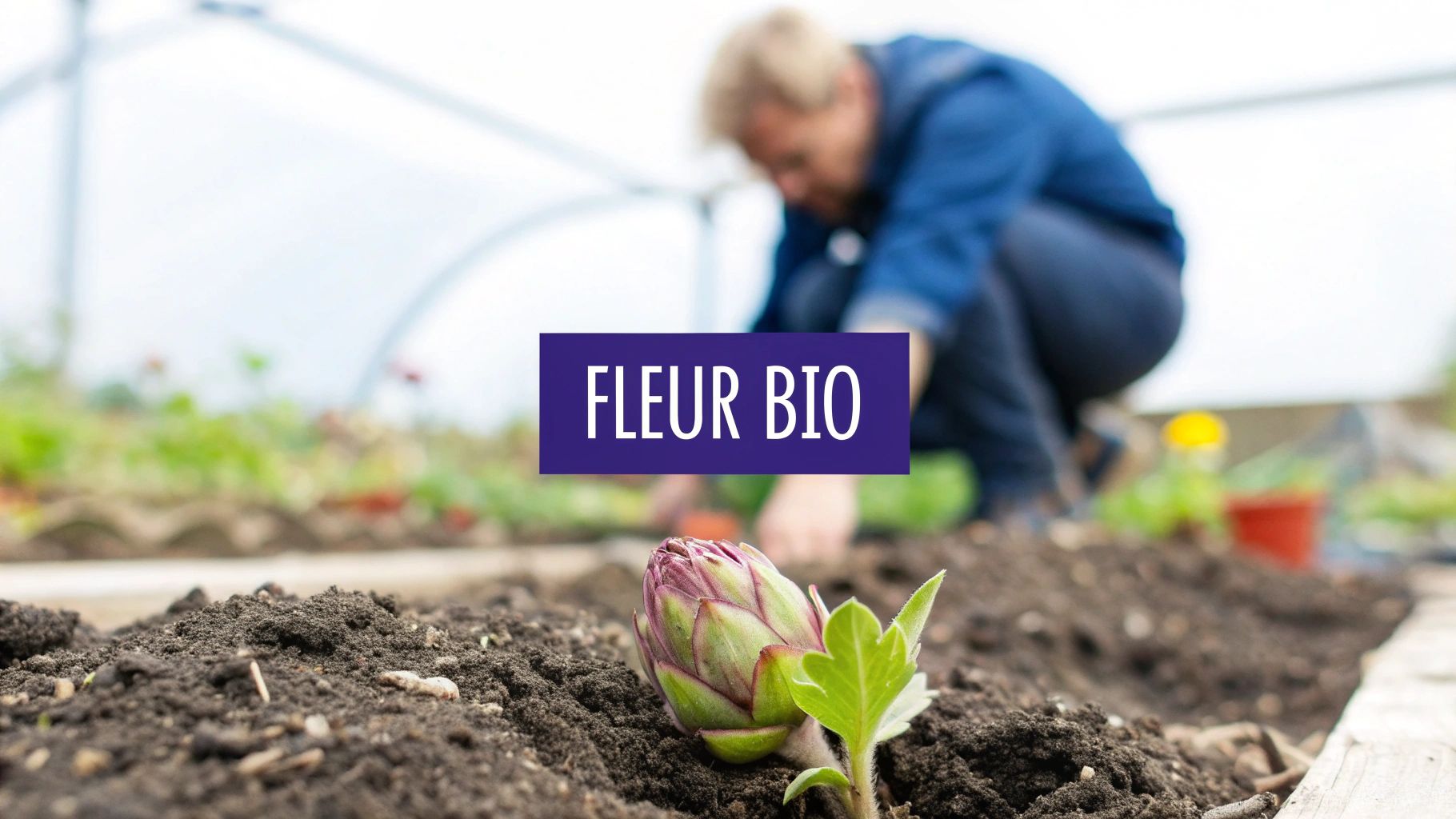 Gros plan sur une jeune pousse d'artichaut bio dans un jardin, avec un jardinier en arrière-plan.