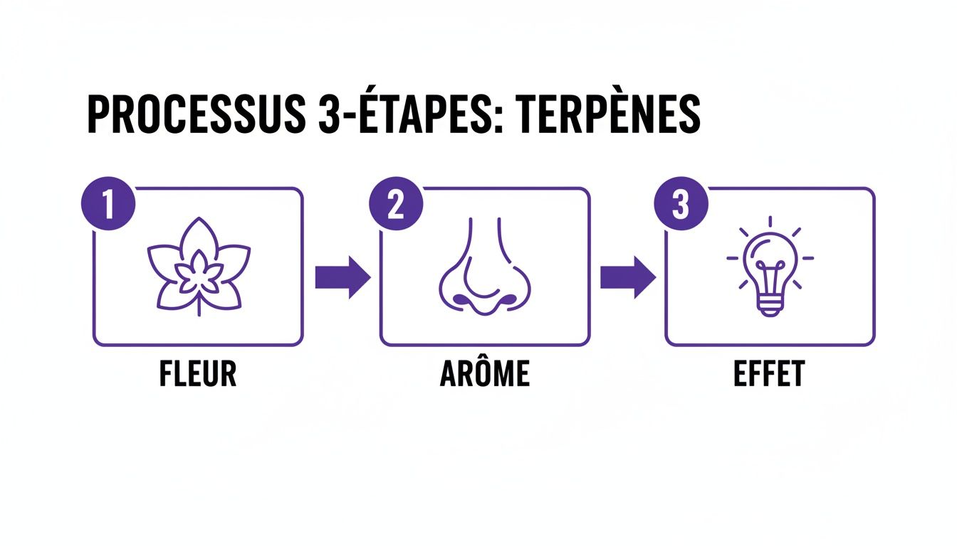 Schéma explicatif du processus 3 étapes des terpènes: de la fleur à l'arôme et à l'effet.