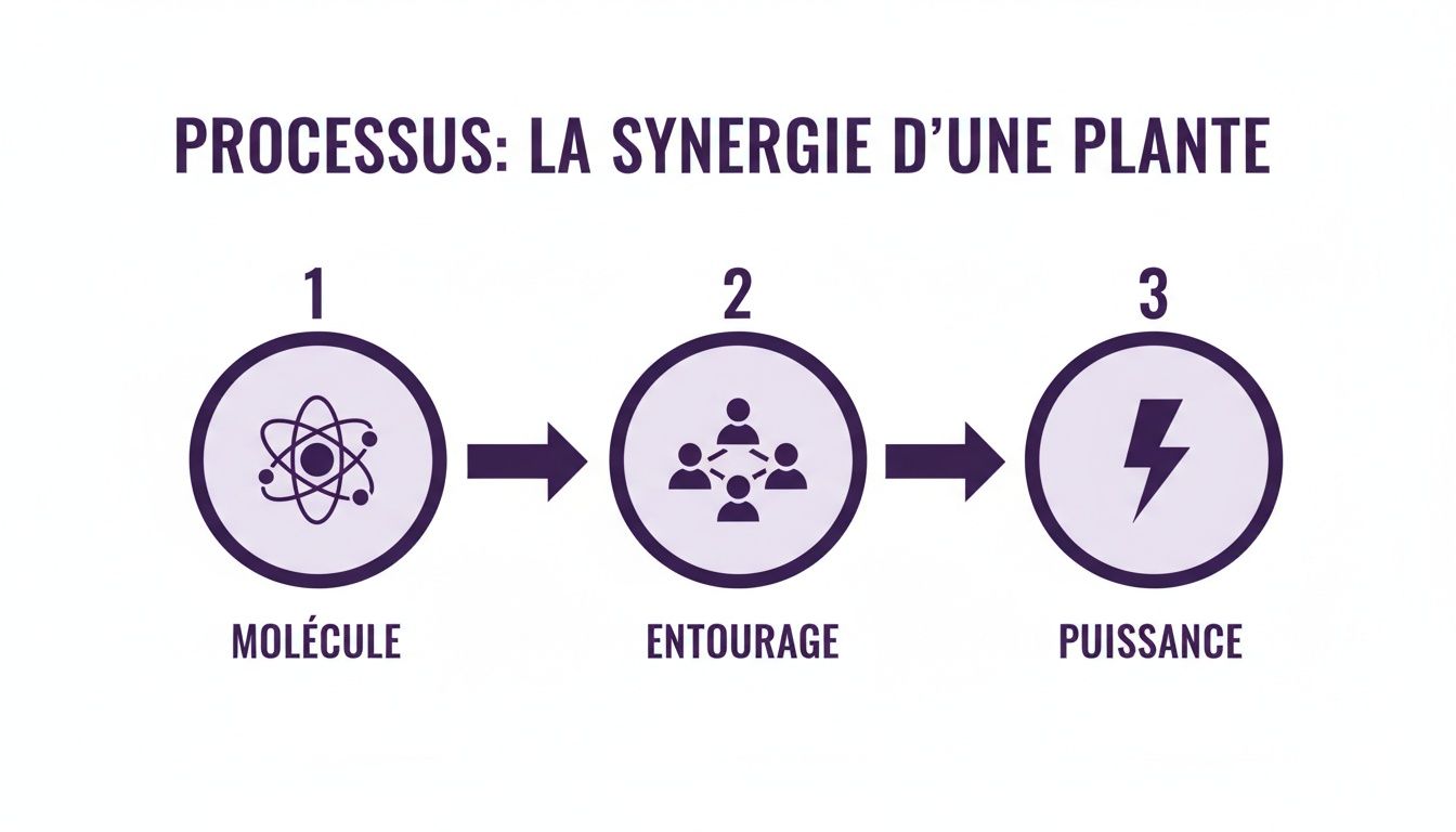 Infographie décrivant le processus de synergie d'une plante en trois étapes: molécule, entourage et puissance.