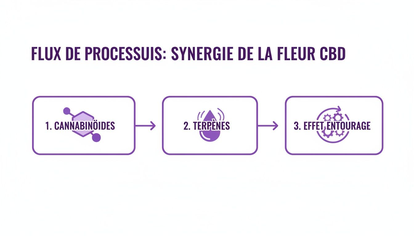L'image illustre le processus de synergie de la fleur de CBD, détaillant les cannabinoïdes, terpènes et l'effet d'entourage.