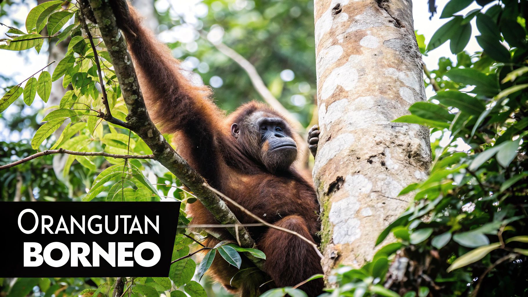 Orangután de Borneo (Pongo pygmaeus)