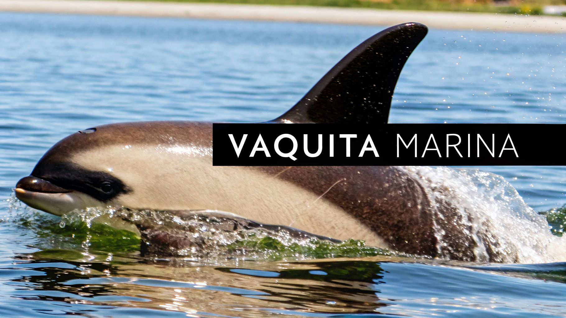 Vaquita Marina (Phocoena sinus)