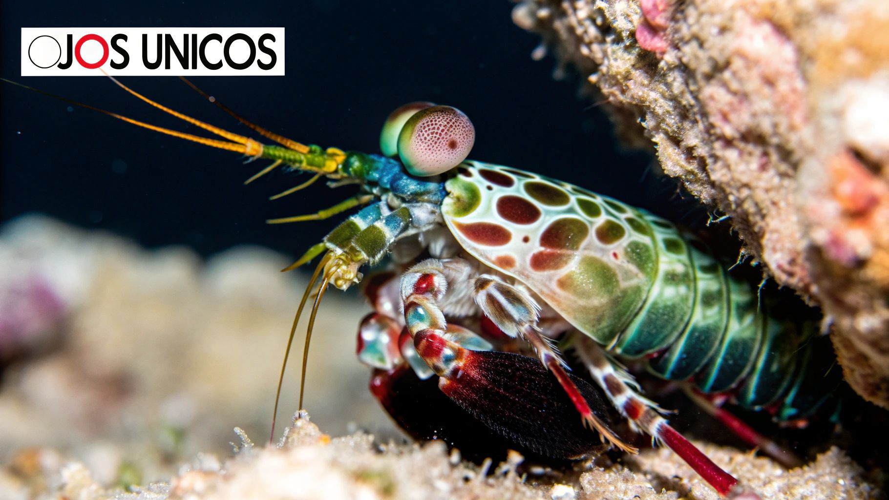 Los camarones mantis tienen los ojos más complejos del reino animal