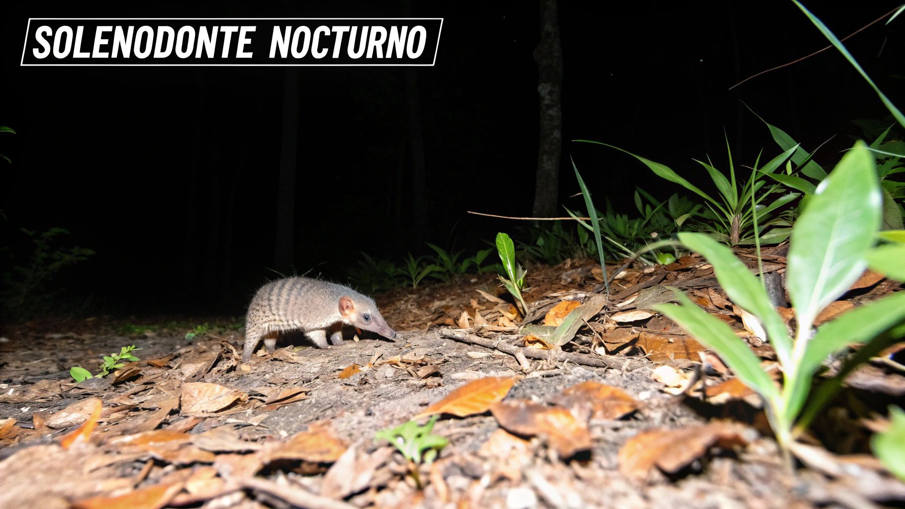 Solenodonte de la Española (Solenodon paradoxus)