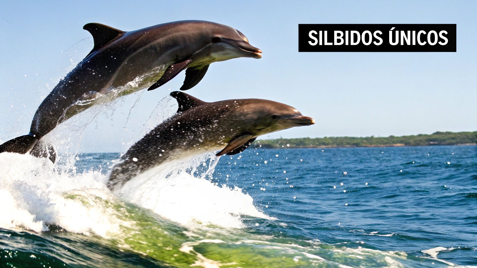 Los delfines se llaman por nombres individuales