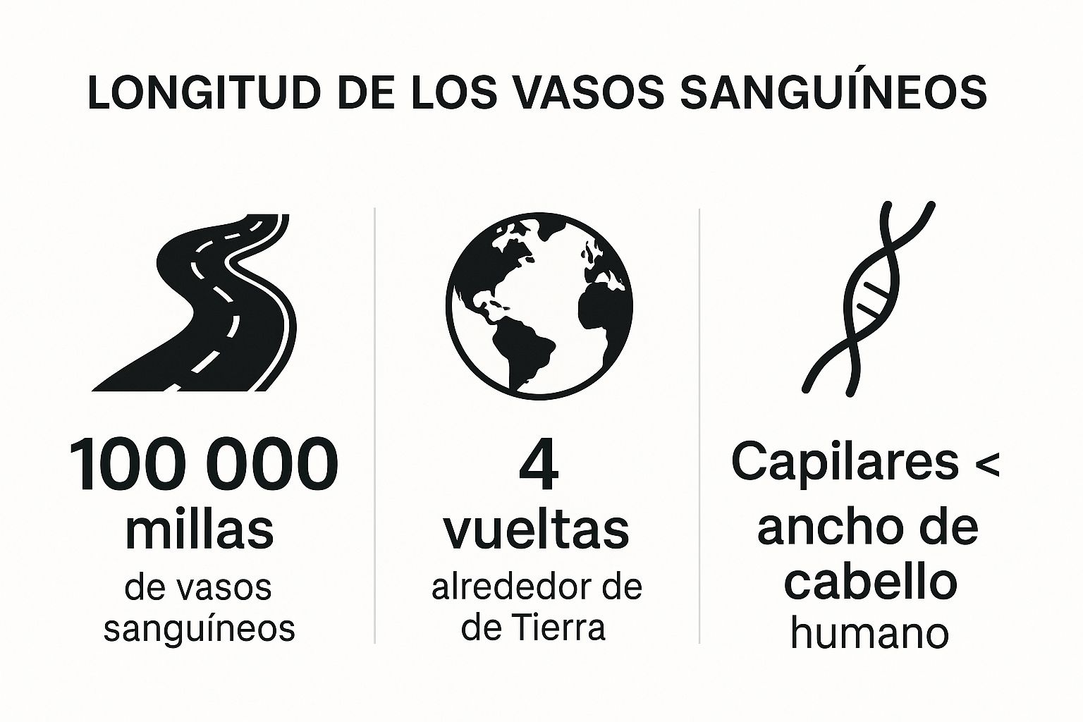 The Human Body's 100,000-Mile Vascular System