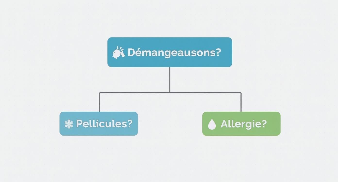 Infographic about que faire contre les démangeaisons du cuir chevelu
