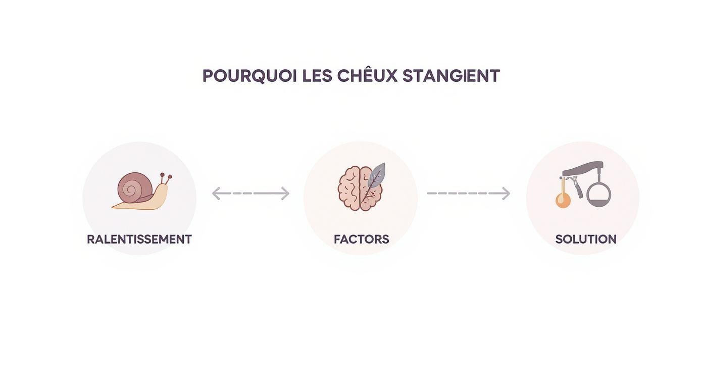 Infographie expliquant pourquoi les cheveux ne poussent plus à cause d'un cycle capillaire perturbé