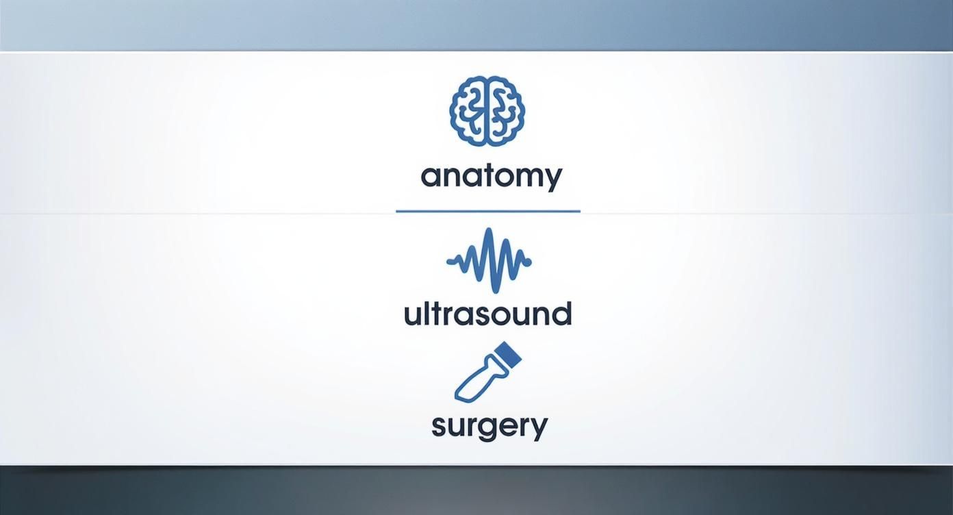 Infographic about ultrasound liver segments