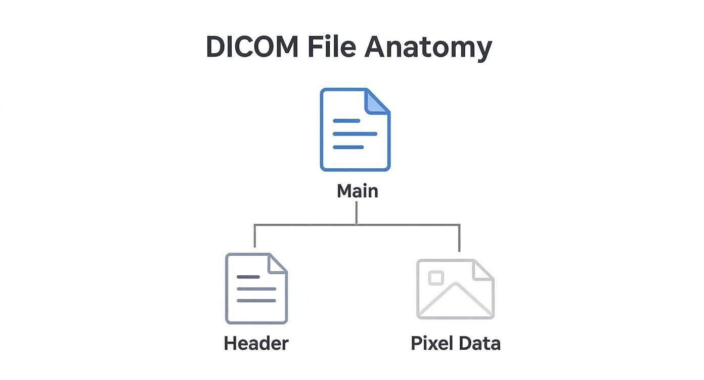 Infographic about file type dcm