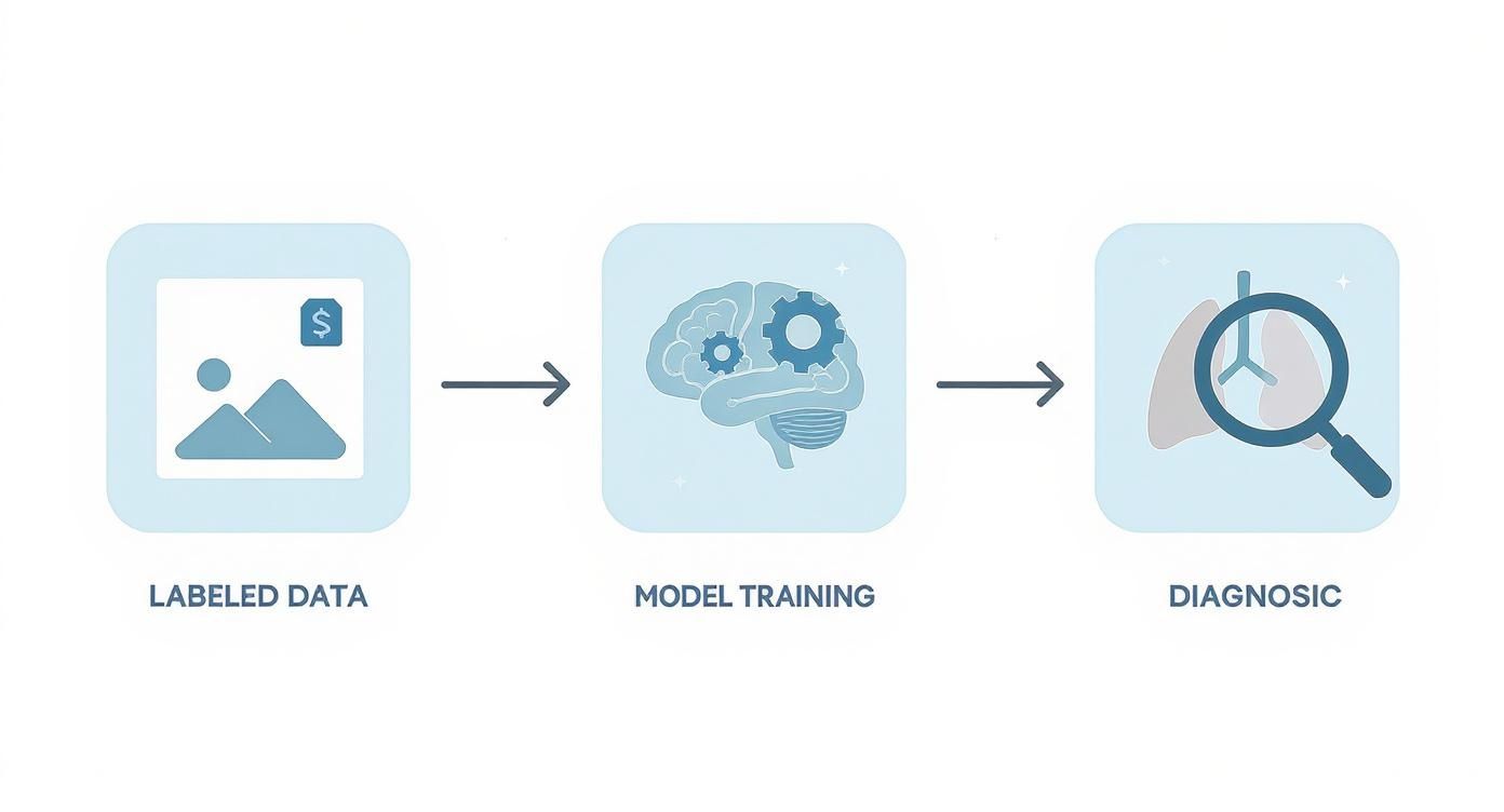 Infographic about machine learning medical imaging