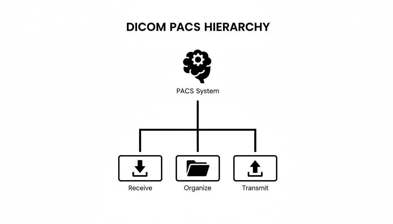 A diagram illustrating the DICOM PACS hierarchy with a central PACS System branching to Receive, Organize, and Transmit functions.