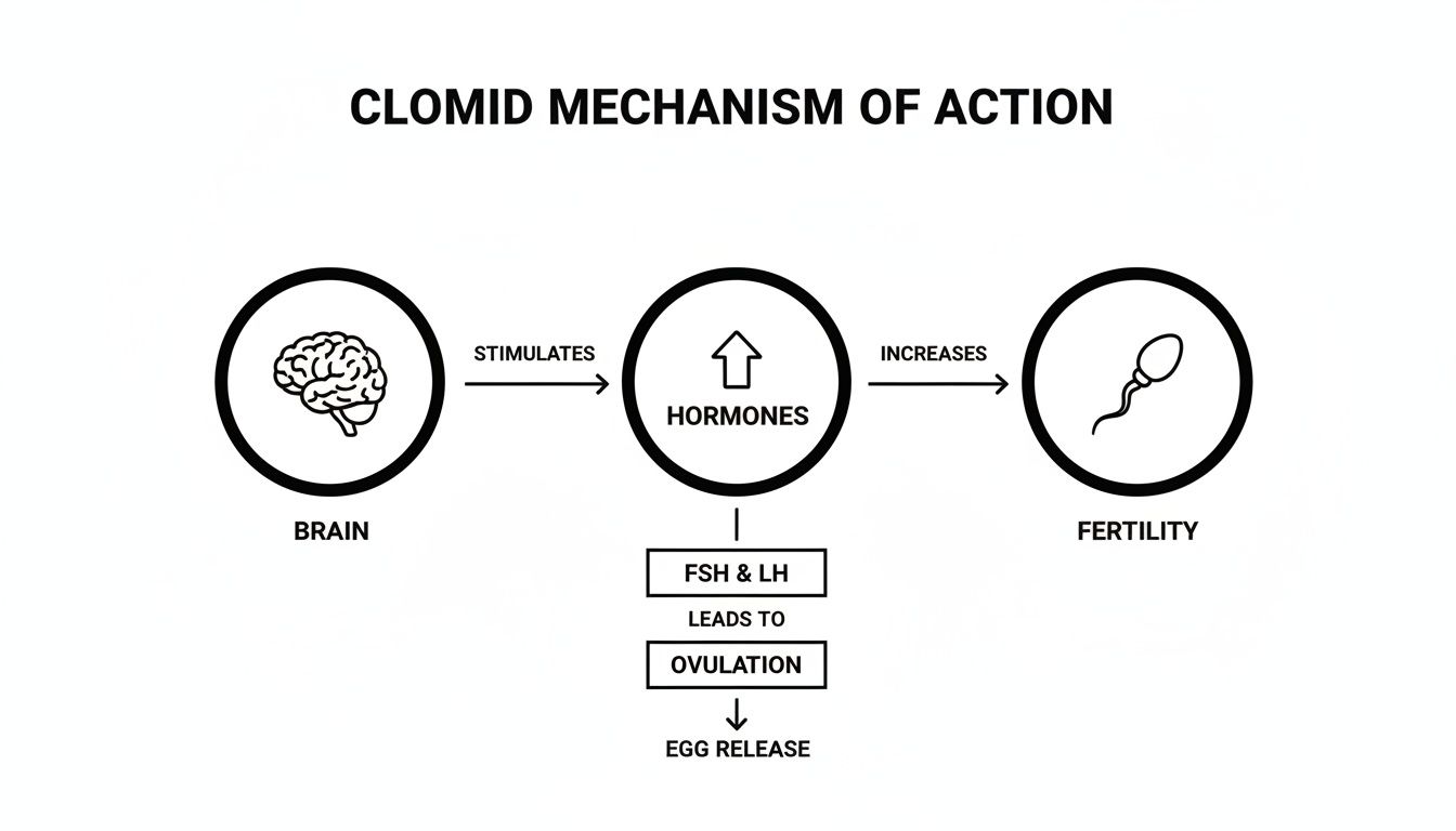Flowchart explaining Clomid's mechanism: stimulating brain hormones, leading to ovulation, egg release, and increased fertility.