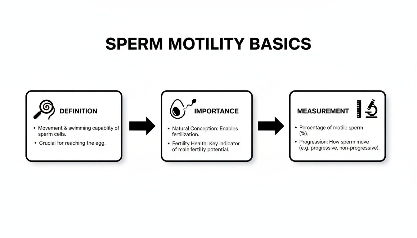 A diagram outlining sperm motility basics, including its definition, importance for fertility, and measurement methods.