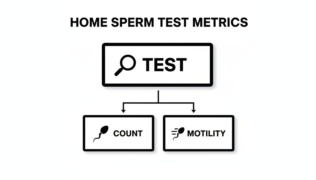 Flowchart illustrating home sperm test metrics, showing test branching into count and motility.