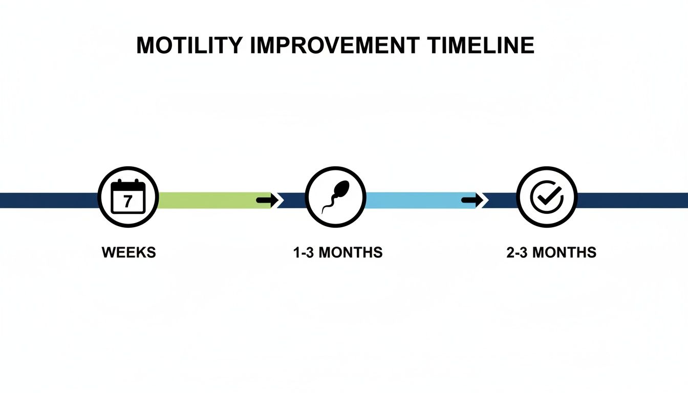 A timeline infographic detailing the stages and timeframes for sperm motility improvement.