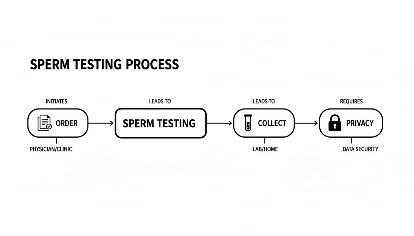Flowchart illustrating the sperm testing process, from physician order to collection and data privacy.