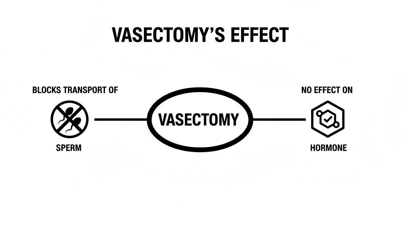 Informative diagram illustrating vasectomy's effect: blocking sperm transport, but no effect on hormones.
