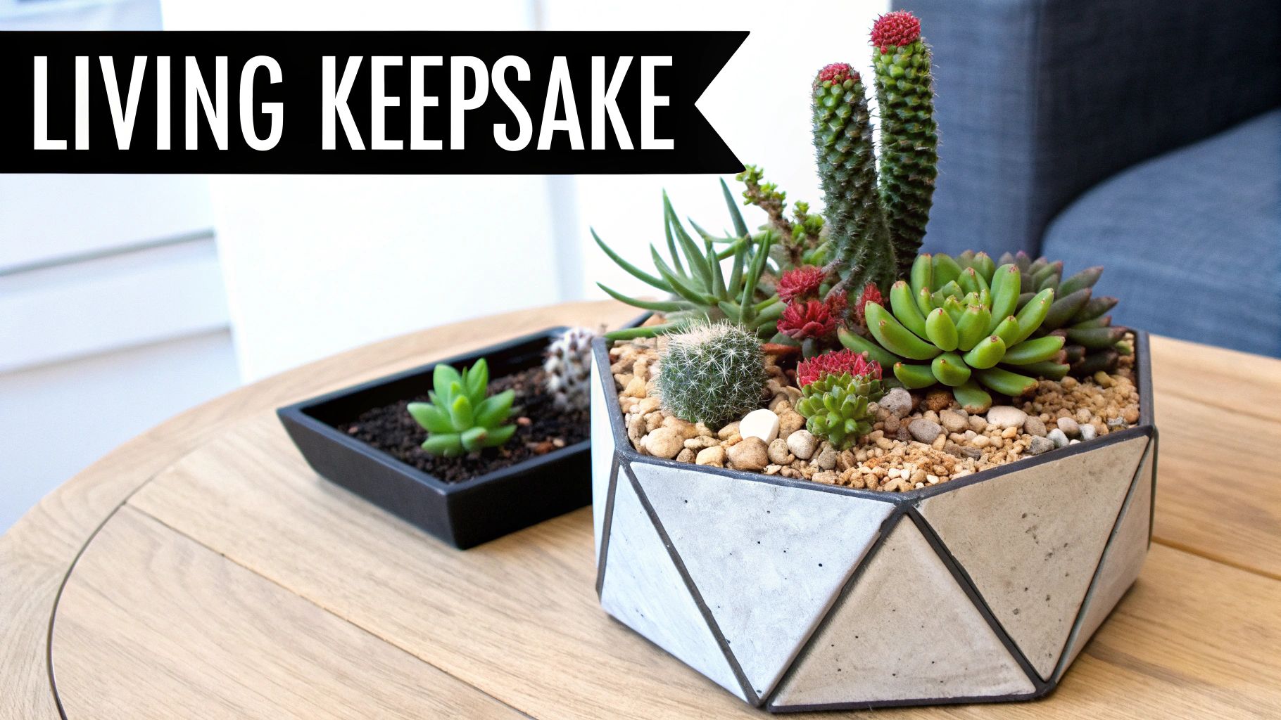 Succulent and Cactus Gardens